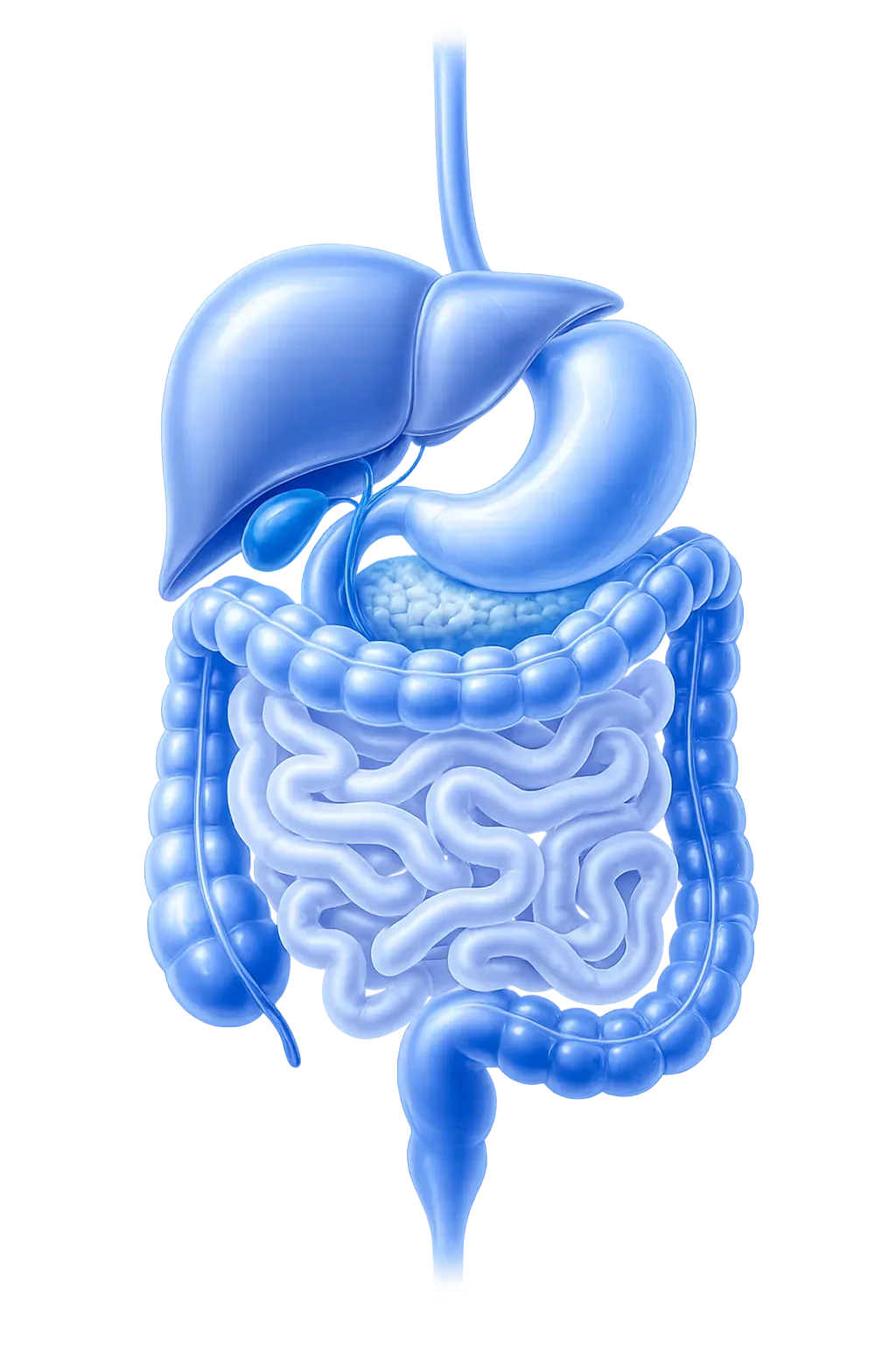 Stylized anatomical illustration of the human gastrointestinal tract