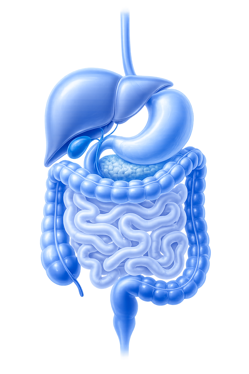 Stylized anatomical illustration of the human gastrointestinal tract